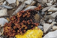 Nunavut, Port Leopold - Flowers & Lichen