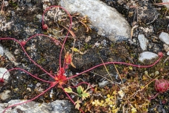 Nunavut, Port Leopold - Spiderplant, reproduces like a  strawberry plant