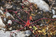 Nunavut, Port Leopold - Spiderplant, reproduces like a strawberry plant