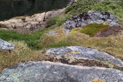 Greenland, Assaqutaq - Lichen