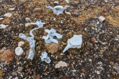 Nunavut, Port Leopold - Bones on the ground (can’t  pick anything up)