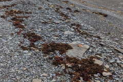 Nunavut, Port Leopold - Follow the Seaweed back to Zodiacs