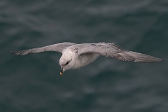 Bird by Staff Photographer Steven Rose