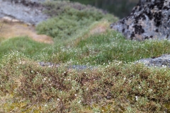 Greenland, Assaqutaq - Chicory