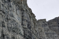 Nunavut, Port Leopold Island, Prince Regent Inlet - Migratory Bird Sanctuary - 1/4 Million Birds