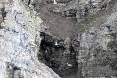 Nunavut, Port Leopold Island, Prince Regent Inlet - Migratory Bird Sanctuary - High season, 1/4 milllion birds