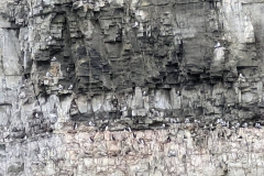 Nunavut, Port Leopold Island, Prince Regent Inlet - Migratory Bird Sanctuary