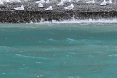 Nunavut, Port Leopold Island, Prince Regent Inlet - Migratory Bird Sanctuary