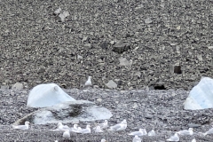 Nunavut, Port Leopold Island, Prince Regent Inlet - Migratory Bird Sanctuary
