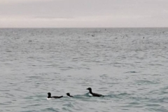 Nunavut, Port Leopold Island, Prince Regent Inlet - Migratory Bird Sancturay - Thick-billed Murre (penquin colours)