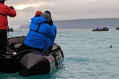 Sanctuary - Thick-billed Murres may be seen far out at sea, where  they dive for fish (200m)