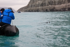 Nunavut,  Port  Leopold Island, Prince Regent Inlet - Migratory Bird Sanctuary - Thick-billed Murre family