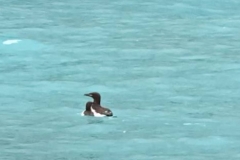Nunavut, Port Leopold Island, Prince Regent  Inlet -  Thick-billed Murre