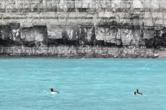 Nunavut, Port Leopold Island, Prince Regent Inlet - Migratory Bird Sanctuary - Thick-billed Murre familly