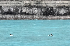 Nunavut, Port Leopold Island, Prince Regent Inlet - Migratory Bird Sanctuary - Thick-billed Murres