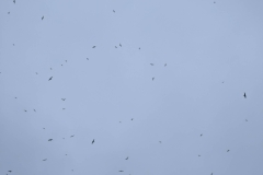 Nunavut, Port Leopold Island, Prince Regent Inlet - Migratory Bird Sanctuary - Crowded Skies