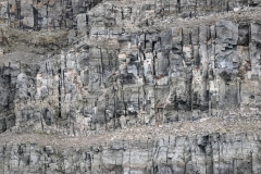 Nunavut, Port Leopold Island, Prince Regent inlet - Migratory Bird Sanctuary - Some Thick-billed Murres still have nesting  chicks