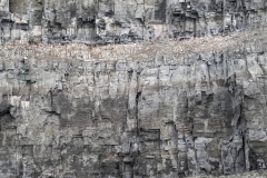 Nunavut, Port Leopold Island, Prince Regent Inlet - Migratory Bird Sanctuary - Nesting birds safe on 750' (250m) cliffs