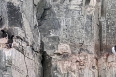 Nunavut, Port Leopold Island, Prince Regent Inlet - Migratory Bird Sanctuary -  Thick - billed Murres nesting