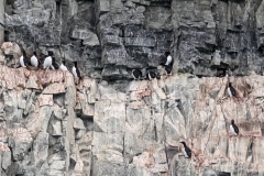 Nunavut, Port Leopold Island, Prince Regent Inlet - Migratory Bird Sanctuary - Thick-billed Murres, nesting