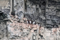 Nunavut, Port Leopold Island, Prince Regent Inlet - Migratory Bird Sanctuary - Nesting, Thick-billed  Murres