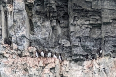 Nunavut, Port Leopold Island, Prince Regent Inlet  - Migratory Bird Sanctuary - Nesting, Thick-billed Murres