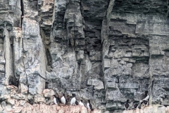 Nunavut, Port Leopold Island, Prince Regent Inlet - Migratory Bird Sanctuary - Nesting, Thick-billed Murres
