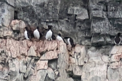 Nunavut, Port Leopold Island, Prince Regent Inlet - Migratory Bird Sanctuary - Nesting, Thick—billed Murres