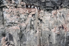 Nunavut, Port Leopold Island, Prince Regent Inlet - Migratory Bird Sanctuary - Thick-billed Murres