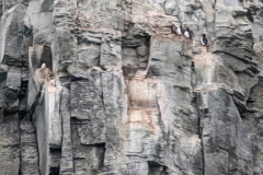 Nunavut, Port Leopold Island, Prince Regent Inlet - Migratory Bird Sanctuary - Thick-billed Murres On Cliffs
