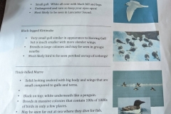Nunavut, Bird Info