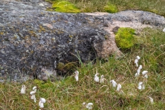 Greenland, Assaqutaq - White Cottongrass for Qulliq