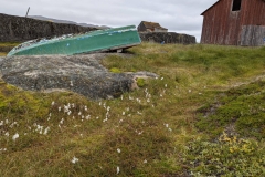 Greenland, Assaqutaq - White Cottongrass plant