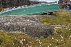 Greenland, Assaqutaq - Old boat & White Cottongrass Plant