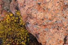 Nunavut, Somerset Island, Fort Ross - Pink Granite, Blue Quartz, Orange Lichen