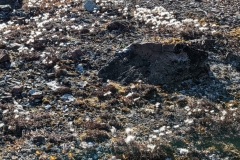 Nunavut, Somerset Island, Fort Ross - White Cottongrass