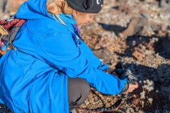 Nunavut, Somerset Island, Fort Ross -  Sher  McKee, Adventure Specialist with White Cottongrass