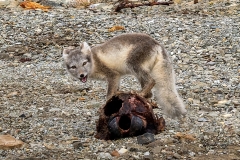Nunavut, Conningham Inlet - Steven Rose’s photo of a  playfull  Arctic Fox