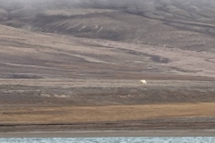 Nunavut, Conningham Inlet - Polar Bear
