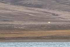 Nunavut, Conningham Inlet - Polar Bear