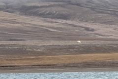 Nunavut, Conningham Inlet - Polar Bear