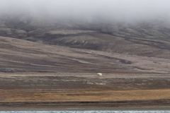 Nunavut, Conningham Inlet - Polar Bear