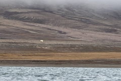 Nunavut, Conningham Inlet - Polar Bear