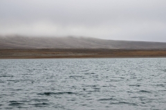 Nunavut, Conningham Inlet - Polar Bear