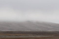 Nunavut, Conningham Inlet - Polar Bear