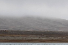 Nunavut, Conningham Inlet - Polar Bear