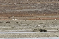 Nunavut, Conningham Inlet - Arctic Fox running