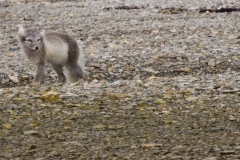 Nunavut, Conningham Inlet - Steven Rose’s photo of Arctic Fox