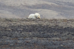Nunavut, Conningham Inlet - Steven Rose’s photo of Polar Bear