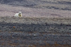 Nunavut, Conningham Inlet - Steven Rose’s photo of Polar Bear